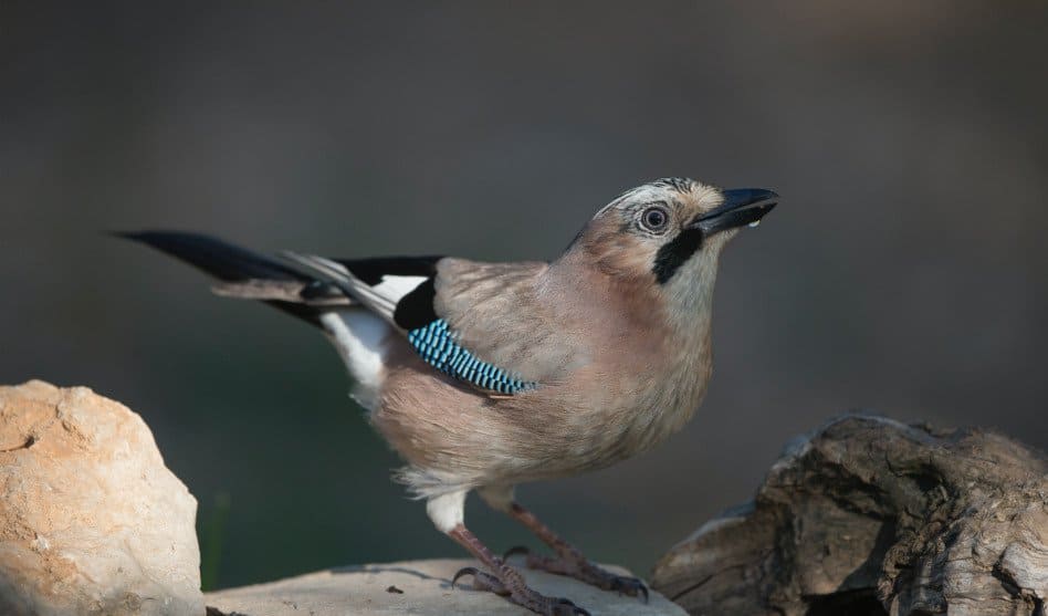 Eichelhäher: Vogel mit Elefantengedächtnis