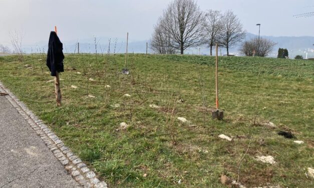 Projektvorstellung im Milan
