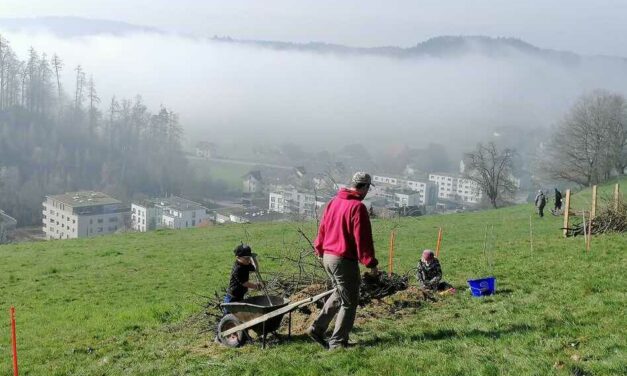 Wieselburgen bauen (erster Bergli-Arbeitstag)